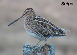 Snipe