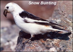 Snow Bunting