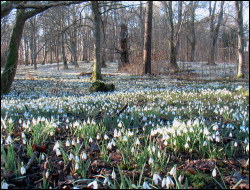 Snowdrops