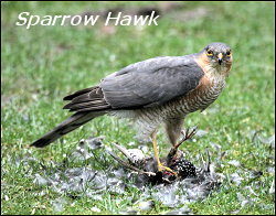 Sparrow Hawk