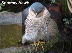 Sparrow Hawk