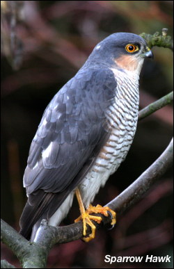 Sparrow Hawk