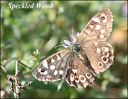 Speckled_Wood