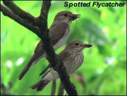 Spotted Flycatcher