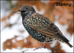 Starling