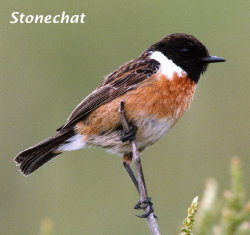 Stonechat