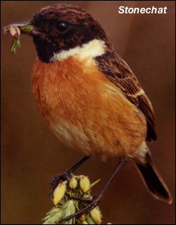 Stonechat