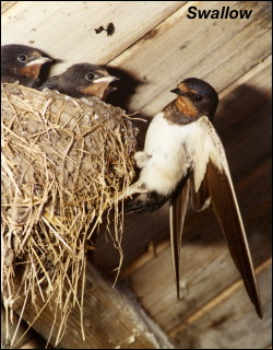 Swallow