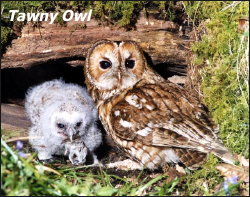 Tawny Owl