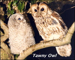 Tawny Owl