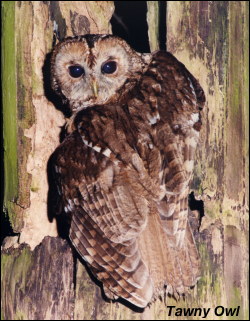 Tawny Owl