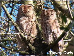 Tawny Owls