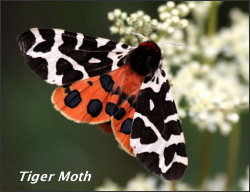 Tiger Moth