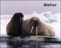 Walrus