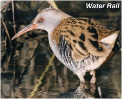 Water Rail