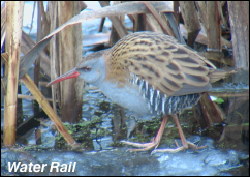 Water Rail