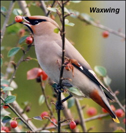 Waxwing