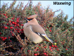 Waxwing