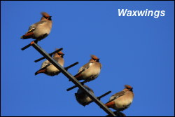 Waxwing