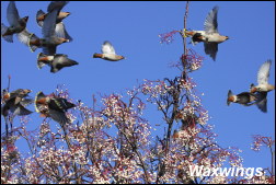 Waxwings