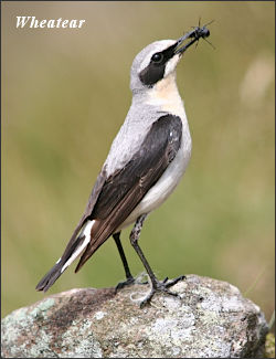 Wheatear