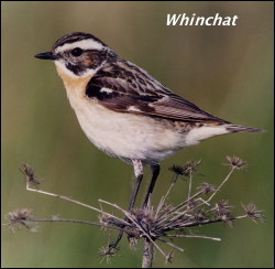 Whinchat