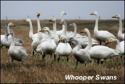 Whooper Swan