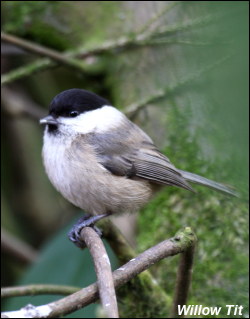 Willow Tit