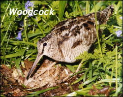 Woodcock