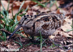 Woodcock