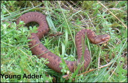 Young Adder