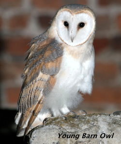 Young Barn Owl