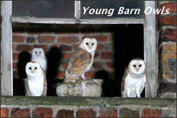 Young Barn Owls