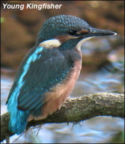 Young Kingfisher