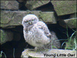 Young Little Owl