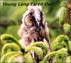 Young Long Eared Owl