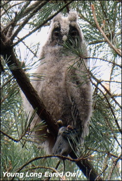 Young Long Eared Owl 2