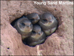 Young Sand Martins