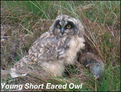 Young Short Eared Owl