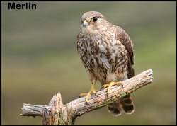 Merlin