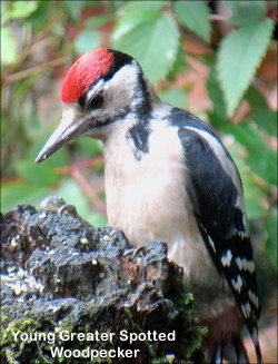 Young Great Spotted Woodpecker