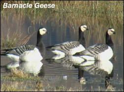 Pied Billed Grebe