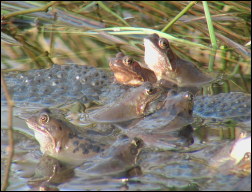 Pied Billed Grebe