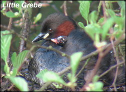 Pied Billed Grebe