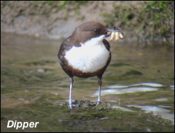 Pied Billed Grebe