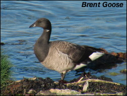 Pied Billed Grebe