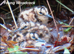 Pied Billed Grebe