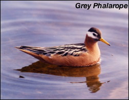 Pied Billed Grebe