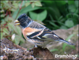 Long Tailed Titl