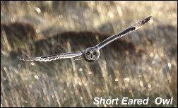 Long Tailed Titl